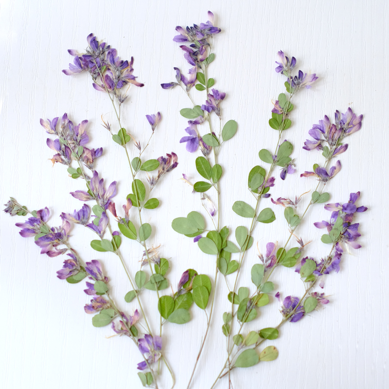 Dried Flower Pressed - 6 adet, doğa Lespedeza Formosa Kurutulmuş