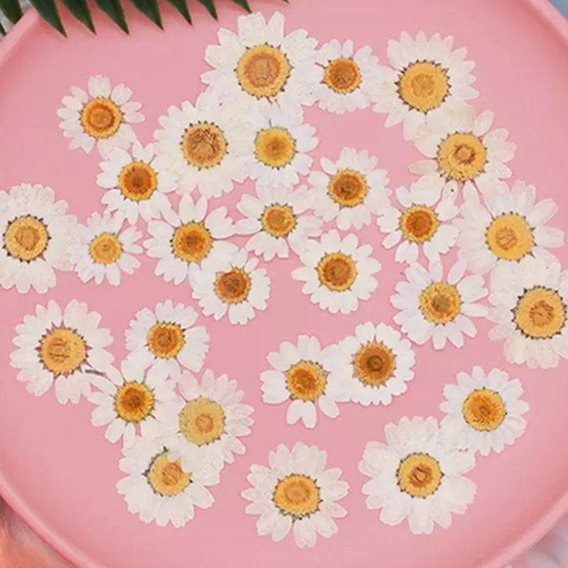 Dried Flower Pressed - 100 Adet Doğal Beyaz Kristal Krizantem