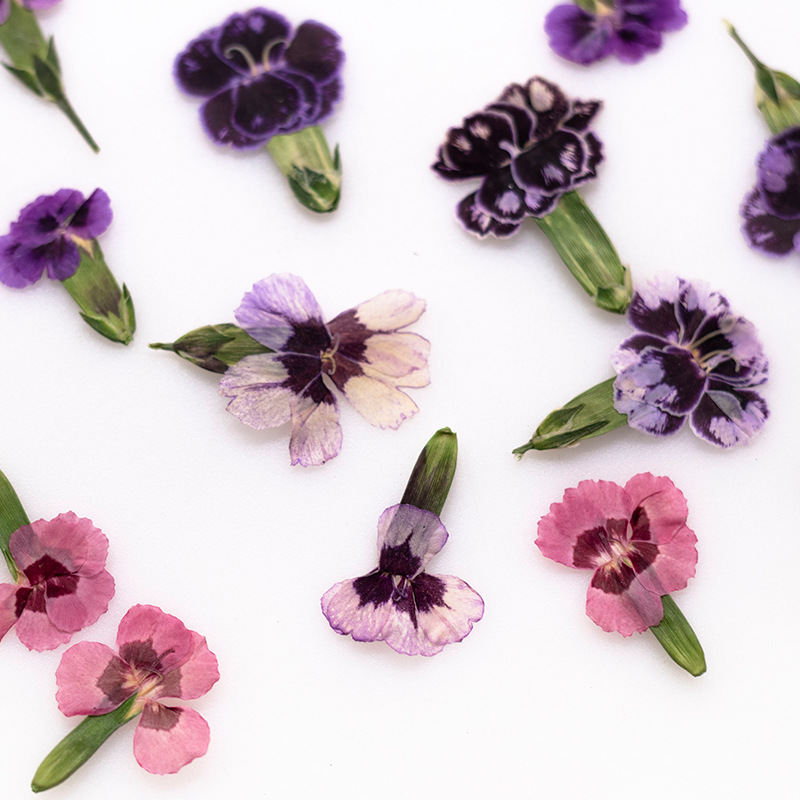 Dried Flower Pressed - 24 adet, Preslenmiş Kurutulmuş Dianthus Çiçekleri