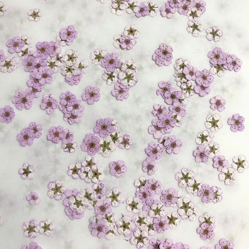 Preslenmiş Mini Nergis Kurutul - Dried Flower Pressed incelemesi ve fiyatı