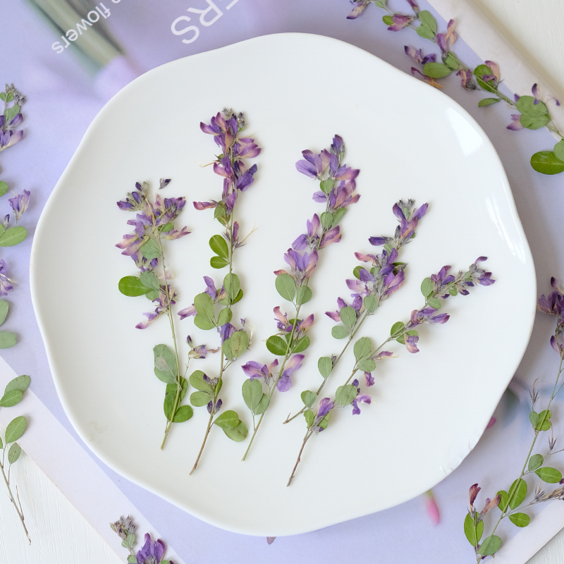 6 adet, doğa Lespedeza Formosa - Dried Flower Pressed incelemesi ve fiyatı