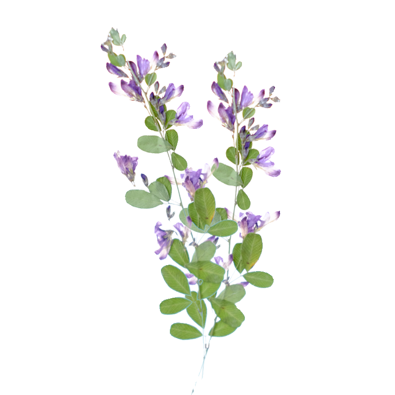 6 adet, doğa Lespedeza Formosa - Dried Flower Pressed incelemesi ve fiyatı