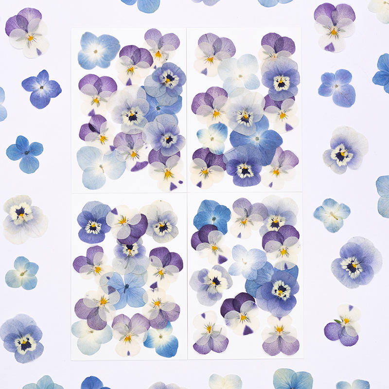 12 adet, Gerçek Viola Cornuta  - Dried Flower Pressed incelemesi ve fiyatı
