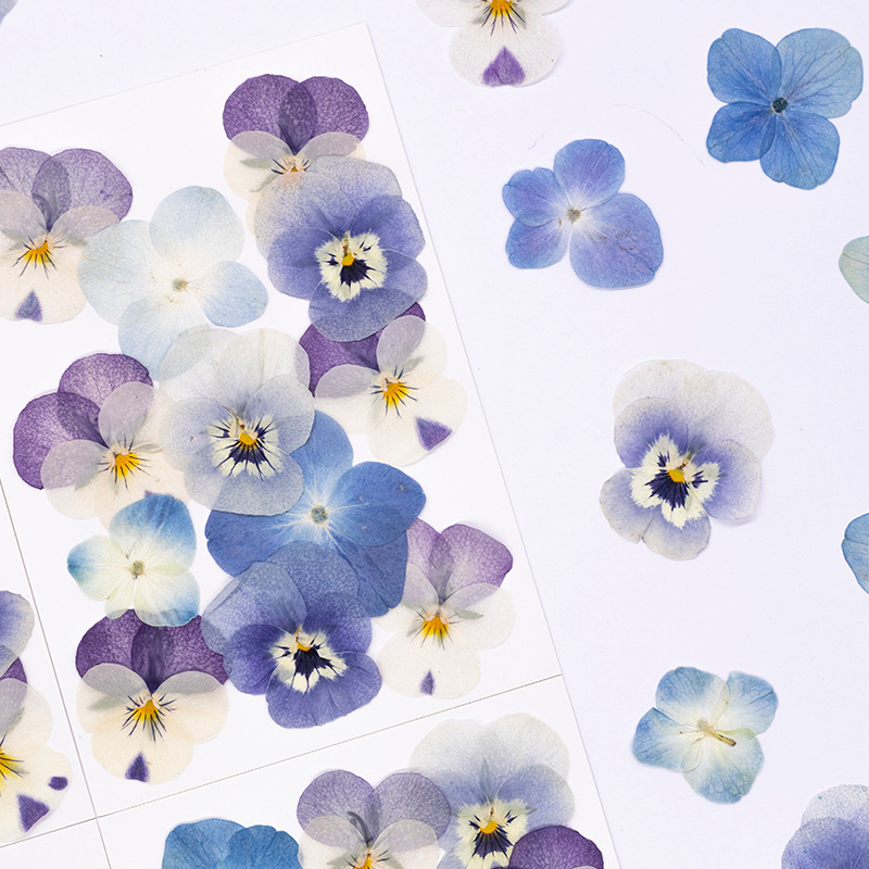 12 adet, Gerçek Viola Cornuta  - Dried Flower Pressed incelemesi ve fiyatı