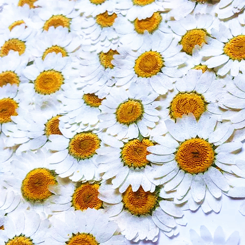100 Adet Doğal Beyaz Kristal K - Dried Flower Pressed incelemesi ve fiyatı