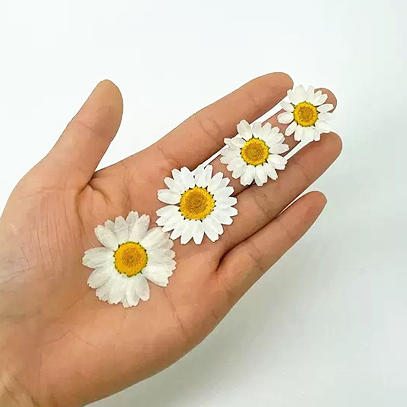 100 Adet Doğal Beyaz Kristal K - Dried Flower Pressed incelemesi ve fiyatı