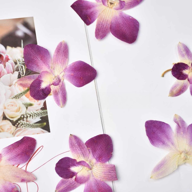 4 adet, Gerçek Preslenmiş Kele - Resin Art Frame incelemesi ve fiyatı