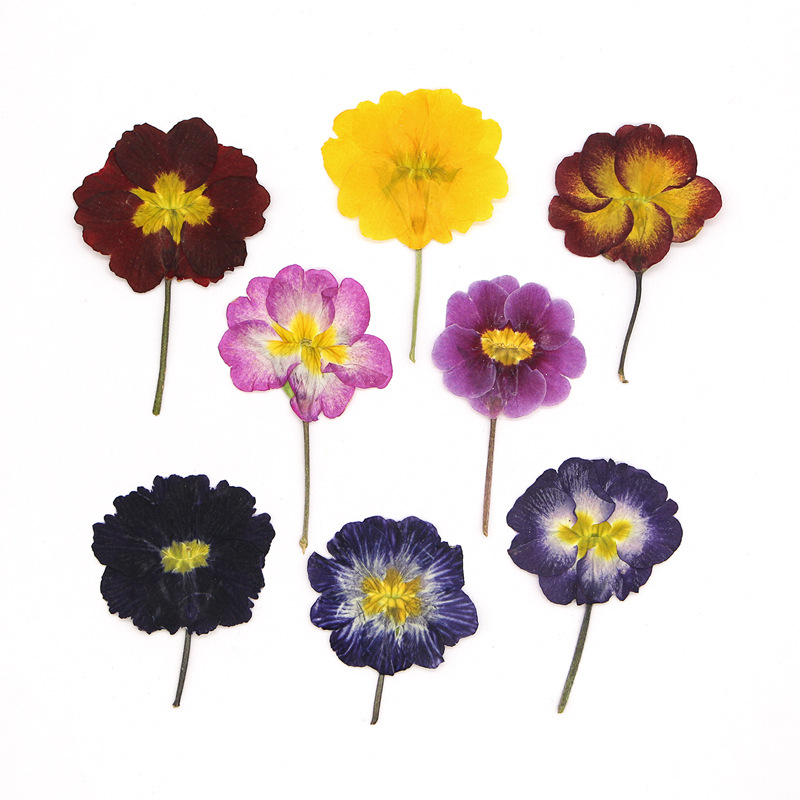 48 Adet Avrupa Çiçeksiği Öğret - Dried Flower Pressed incelemesi ve fiyatı