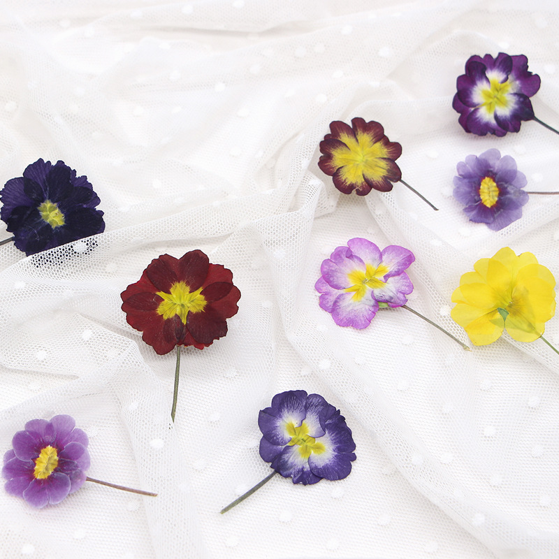 48 Adet Avrupa Çiçeksiği Öğret - Dried Flower Pressed incelemesi ve fiyatı