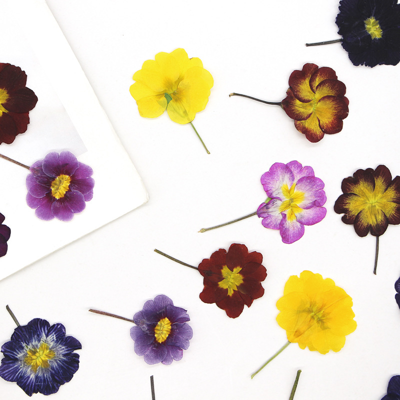 48 Adet Avrupa Çiçeksiği Öğret - Dried Flower Pressed incelemesi ve fiyatı