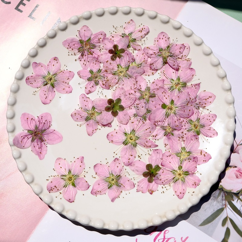 3-4cm./6 adet, Pembe Şeftali Ç - Dried Flower Pressed incelemesi ve fiyatı