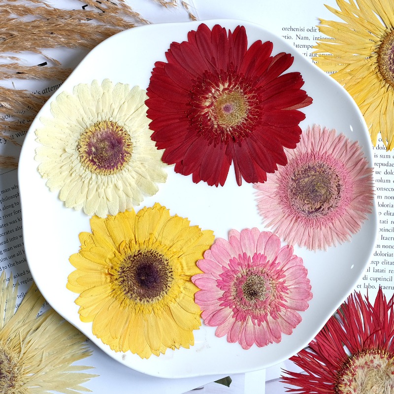 1 adet/7-9cm, Preslenmiş Gerbe - Dried Flower Pressed incelemesi ve fiyatı