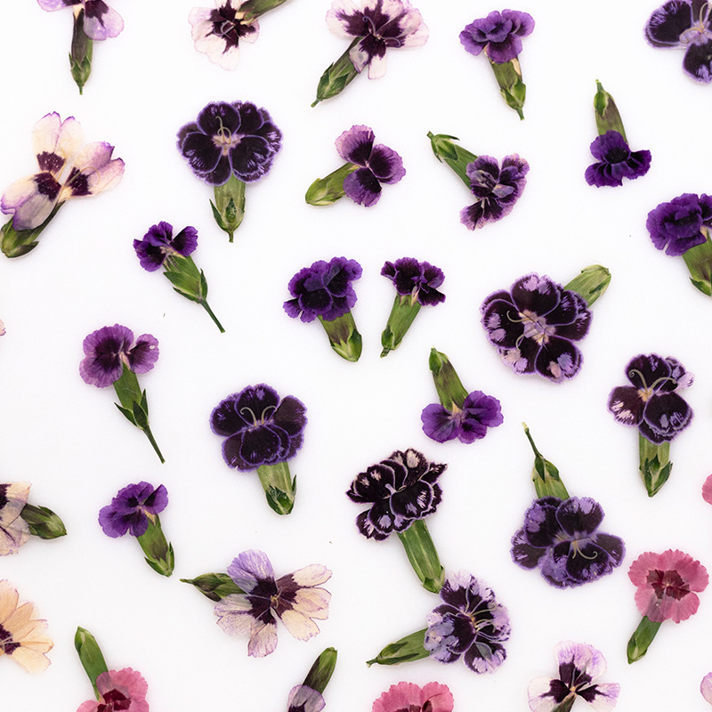 24 adet, Preslenmiş Kurutulmuş - Dried Flower Pressed incelemesi ve fiyatı