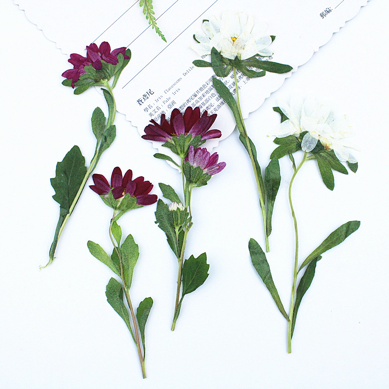 24 adet, Mini Krizantem Presle - Dried Flower Pressed incelemesi ve fiyatı