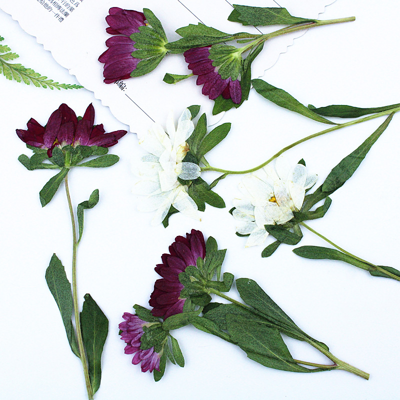 24 adet, Mini Krizantem Presle - Dried Flower Pressed incelemesi ve fiyatı